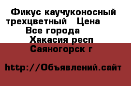 Фикус каучуконосный трехцветный › Цена ­ 500 - Все города  »    . Хакасия респ.,Саяногорск г.